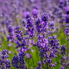 Lavender Angustifolia Vera