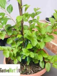 Bidara adalah sebutan bagi tanaman ini dalam bahasa indonesia. Gnc Indian Jujube Fruit Tree Anak Buah Pokok Bidara è‹¹æžœæž£ å°æ¹¾é'æž£ Gardenmart4u Com