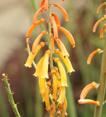 Image result for Kniphofia thomsonii