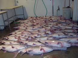 Ohio offers many fantastic locations for the public to fish, including 124,000 acres of inland water, 7,000 miles of streams, 2.25 million acres of lake erie water, and 481 miles of the ohio river. Fishing On The Ohio River