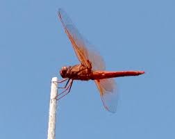 Dragonfly symbolism is common, and they are often used in art and literature. Red Dragonfly Brings Serenity In Moments Of Despair Daily Breeze
