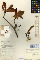 Image result for Otiophora