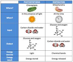 Chart Comparing Photosynthesis To Respiration This Image Is