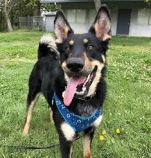 She will come with a full set of shots, puppy food puppy. 5 Best German Shepherd Rescues In California 2021 We Love Doodles