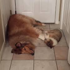 Collie Rescue League of New England