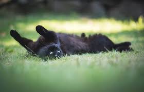 Fevers can also spike when they are injured, have a tumor, or have a disease without a thermometer, it will be difficult to tell just how high a fever is, but a visit to the vet is in order if you see other signs of fever, if your cat is sick. Brain Tumors Lap Of Love