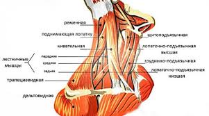 Начинается от грудной фасции на. Lechebnaya Gimnastika Pri Osteohondroze Shei 10 Uprazhnenij