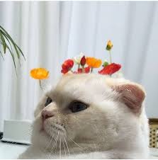 Pin By Ringgit Luminggar On Beige Is An Art Cats Cute Animals Cute Creatures