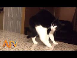 284 101 Super Weird Cats Afv Funniest Cat Videos 2018 Youtube Crazy Cats Funny Cat Videos Funny Cats