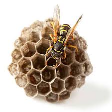 Maybe you would like to learn more about one of these? Nid De Guepes 4 Solutions Efficaces Pour S En Debarrasser