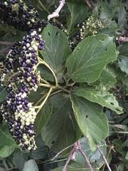 Image result for Premna hans-joachimii