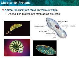 Check spelling or type a new query. 19 2 Animal Like Protists Key Concept Animal Like Protist Are Single Celled Heterotrophs That Can Move Ppt Download