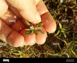 Image result for Hexasepalum sarmentosum