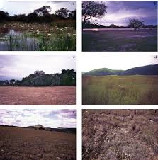 Image result for Megaloprotachne albescens