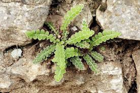 Image result for Asplenium barteri