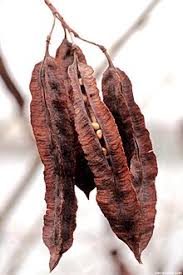 Image result for Sesbania keniensis