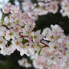 This group is a resource containing photos of about 1800 species of trees in blossom. Buy Affordable Yoshino Cherry Trees At Our Online Nursery Arbor Day Foundation Buy Trees Rain Forest Friendly Coffee Greeting Cards That Plant Trees Memorials And Celebrations With Trees And More