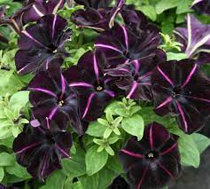 Pinstripe Petunia Blossom Garden Petunias Patio Container Gardening