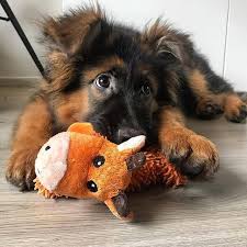 Dex 1 Stuffed Animal 0 Dex The Gsd German Shepherd Puppy Germanshepherd Germanshepherds Baby German Shepherds Shepherd Puppies German Shepherd Puppies