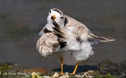 Chincoteague National Wildlife Refuge Photo Walk