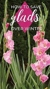 How To Save Gladiolus For Next Season Gladiolus Flower Gladiolus Gladiolus Bulbs