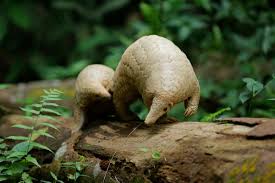 We did not find results for: Save Pangolins