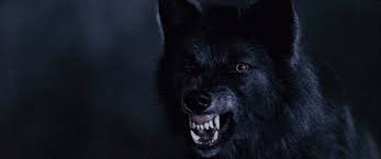 Don T Bite The Hand That Feeds You Gif Https Encrypted Tbn0 Gstatic Com Images Q Tbn 3aand9gcq8wkk6p93ck6cszwupbz91wkzdherf4c0 9a Usqp Cau