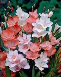 Image result for Tritonia