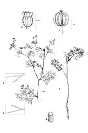 Image result for Apium leptophyllum