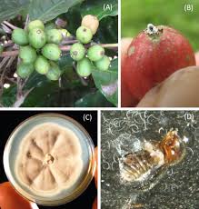 Image result for Coffea salvatrix