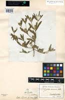 Image result for Polygala arenaria