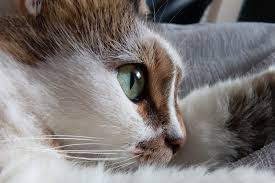 A weepy eye isn't all that unusual in cats and the vet may prescribe an. Upper Respiratory Infection In Cats