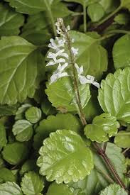 Image result for Plectranthus verticillatus