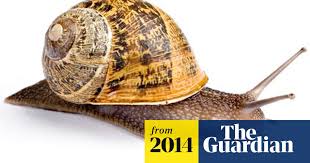 It is a small mollusk, with a shell that has a sphere shape and a slightly rough surface, with about 4 or 5 spirals. Snails Homing Instinct Can Be Overcome If You Move Them 20m Away Wildlife The Guardian
