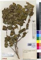 Image result for Strychnos henningsii