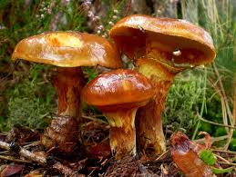 Goldrohrling Boleto Elegante Greville S Bolete O Larch Bolete Suillus Grevillei Champignon Comestible Bolet Alimentation