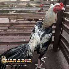 Ayam bangkok ialah sejenis ayam aduan yang populer di asia tenggara dan khususnya di. 71 Gambar Ayam Wido Juara Terbaik Infobaru