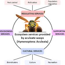 May 30, 2021 · laura does research in paediatric gastroenterology. Pdf Ecosystem Services Provided By Aculeate Wasps