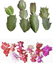Image result for cactus cuttings