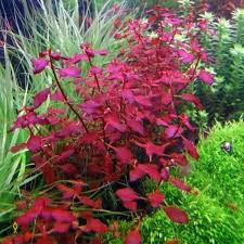 Image result for Ludwigia