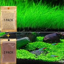 How To Plant Hair Grass Carpet Seed - Youtube