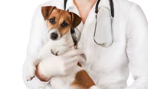 Para manejar un perro, no se exigen permisos ni patentes. Cvpba 6 De Agosto Dia Del Veterinario Nos Cuidan A Todos Lt36 Radio Chacabuco
