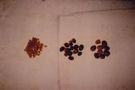 Image result for Balanites aegyptiaca