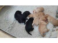 We have 6 beautiful miniature f1b labradoodle puppies, 2 boys and 4 girls. F1 Labradoodle Dogs Puppies For Sale Gumtree