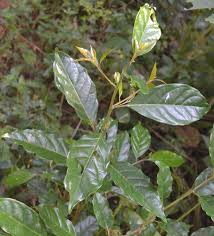 Image result for Ehretia