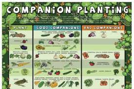 Gardening Companion Planting Chart