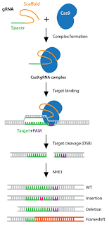 Crispr Knockout Diagram Gene Expression Dna Repair Inosine