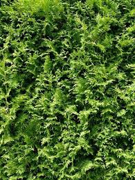 September abzuschneiden oder auf den stock zu setzen. Guide Wann Durfen Sie Die Hecke Schneiden Wie Geht Das Westwing