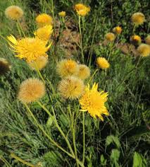 Image result for Alepidea amatymbica