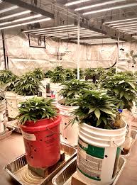 Maybe you would like to learn more about one of these? 10x20 Tent First Timer Battling Air Circulation Temperature And Rh Please Help Lights Ventilation I Love Growing Marijuana Forum By Robert Bergman